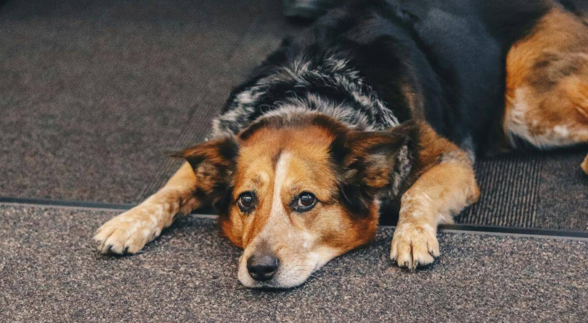 Would it help if I scratched you behind your ears?